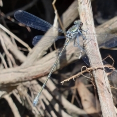 Austroargiolestes icteromelas at Rugosa - 5 Dec 2023