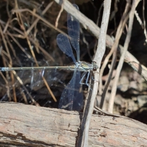 Austroargiolestes icteromelas at Rugosa - 5 Dec 2023