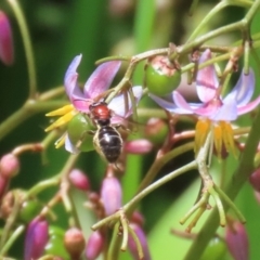 Lasioglossum (Callalictus) callomelittinum (Halictid bee) at Canberra Central, ACT - 4 Dec 2023 by RodDeb