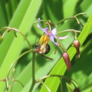 Lasioglossum (Callalictus) callomelittinum at ANBG - 4 Dec 2023