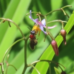 Lasioglossum (Callalictus) callomelittinum at ANBG - 4 Dec 2023