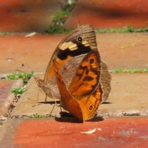 Heteronympha merope at ANBG - 4 Dec 2023 12:20 PM