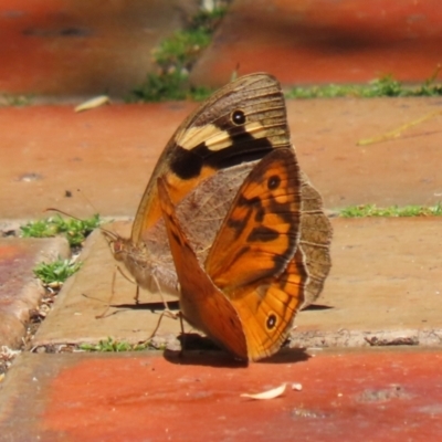 Heteronympha merope (Common Brown Butterfly) at Canberra Central, ACT - 4 Dec 2023 by RodDeb