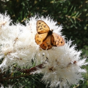 Heteronympha merope at ANBG - 4 Dec 2023 12:20 PM