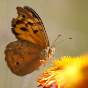 Heteronympha merope at ANBG - 4 Dec 2023 12:20 PM