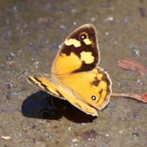 Heteronympha merope at ANBG - 4 Dec 2023 12:20 PM