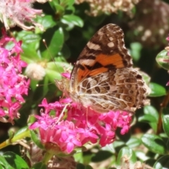 Vanessa kershawi (Australian Painted Lady) at Acton, ACT - 4 Dec 2023 by RodDeb