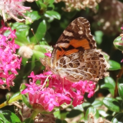 Vanessa kershawi (Australian Painted Lady) at ANBG - 4 Dec 2023 by RodDeb