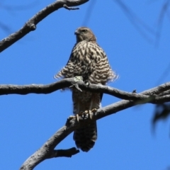 Accipiter fasciatus (Brown Goshawk) at ANBG - 4 Dec 2023 by RodDeb