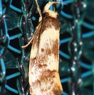 Eulechria marmorata (A Concealer moth (Eulechria group)) at Sheldon, QLD - 5 Dec 2023 by PJH123