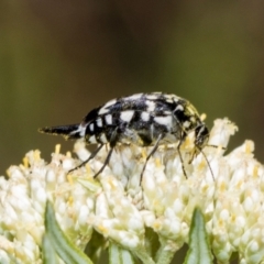 Mordella dumbrelli (Dumbrell's Pintail Beetle) at Pinnacle NR (PIN) - 4 Dec 2023 by AlisonMilton