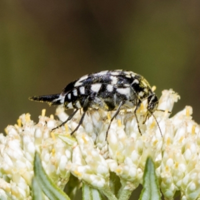 Mordella dumbrelli (Dumbrell's Pintail Beetle) at Pinnacle NR (PIN) - 5 Dec 2023 by AlisonMilton