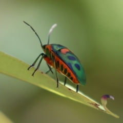 Scutiphora pedicellata (Metallic Jewel Bug) at Acton, ACT - 4 Dec 2023 by RodDeb