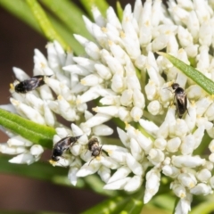 Mordella sp. (genus) (Pintail or tumbling flower beetle) at Pinnacle NR (PIN) - 5 Dec 2023 by AlisonMilton