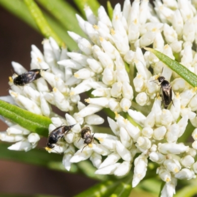 Mordella sp. (genus) (Pintail or tumbling flower beetle) at Pinnacle NR (PIN) - 4 Dec 2023 by AlisonMilton