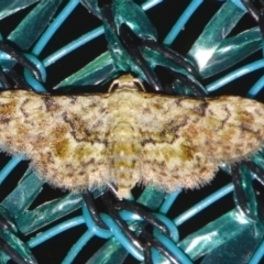 Trissernis ochrochlora (A Noctuid moth (Acontiinae subfamily0) at Sheldon, QLD - 5 Dec 2023 by PJH123