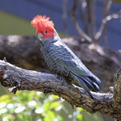 Callocephalon fimbriatum (Gang-gang Cockatoo) at Acton, ACT - 4 Dec 2023 by RodDeb