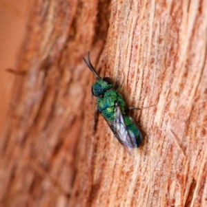 Chrysididae (family) at Downer, ACT - 5 Dec 2023