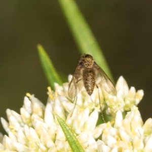 Geron sp. (genus) at Pinnacle NR (PIN) - 5 Dec 2023