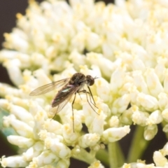 Geron sp. (genus) at Pinnacle NR (PIN) - 5 Dec 2023