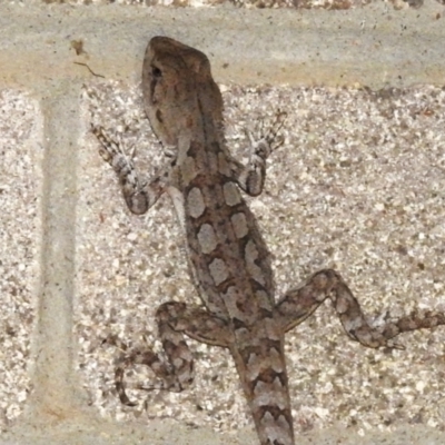 Unidentified Dragon at Cotter River, ACT - 5 Dec 2023 by JohnBundock