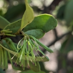 Amyema conspicua subsp. conspicua (Alphitonia Mistletoe) at Corinda, QLD - 2 Dec 2023 by Darcy
