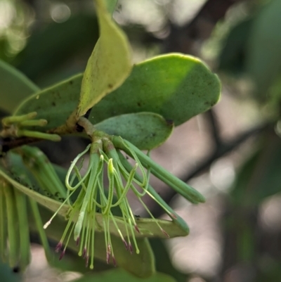 Amyema conspicua subsp. conspicua (Alphitonia Mistletoe) at Corinda, QLD - 3 Dec 2023 by Darcy