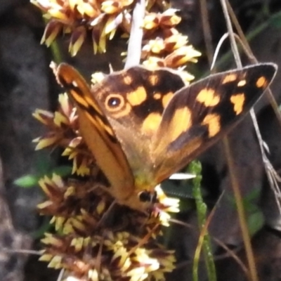 Heteronympha solandri (Solander's Brown) at Namadgi National Park - 5 Dec 2023 by JohnBundock