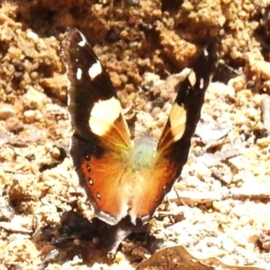 Vanessa itea at Namadgi National Park - 5 Dec 2023 11:55 AM