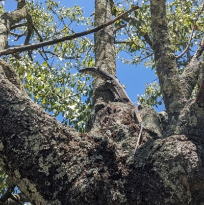 Varanus varius (Lace Monitor) at Burrinjuck, NSW - 5 Dec 2023 by Bidge