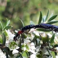 Rhagigaster ephippiger (Smooth flower wasp) at O'Connor, ACT - 27 Nov 2023 by JARS