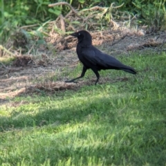 Corvus orru (Torresian Crow) at Rocklea, QLD - 2 Dec 2023 by Darcy