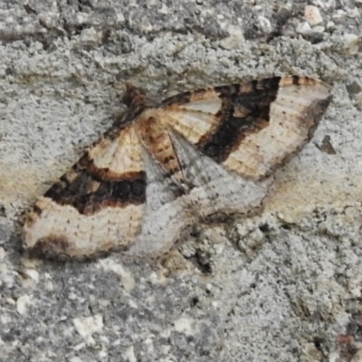 Epyaxa sodaliata (Sodaliata Moth, Clover Moth) at Cotter River, ACT - 5 Dec 2023 by JohnBundock