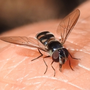 Melangyna sp. (genus) at Namadgi National Park - 5 Dec 2023