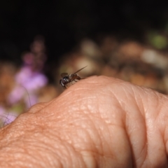 Melangyna sp. (genus) at Namadgi National Park - 5 Dec 2023