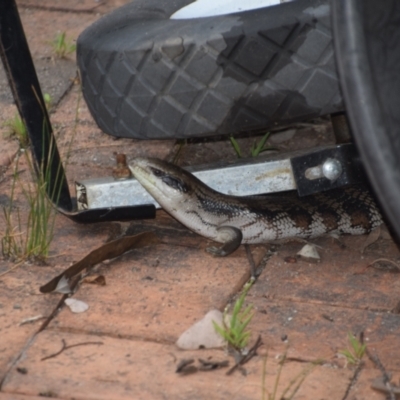 Tiliqua scincoides scincoides (Eastern Blue-tongue) at QPRC LGA - 4 Dec 2023 by LyndalT