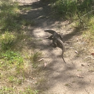 Varanus rosenbergi at Namadgi National Park - suppressed