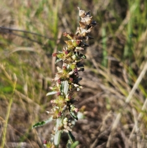 Gamochaeta impatiens at The Pinnacle - 5 Dec 2023