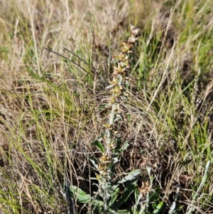 Gamochaeta impatiens at The Pinnacle - 5 Dec 2023