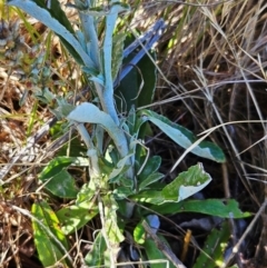 Gamochaeta impatiens at The Pinnacle - 5 Dec 2023