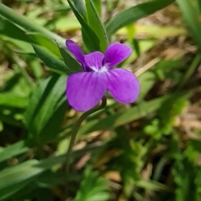 Viola betonicifolia (Mountain Violet) at Namadgi National Park - 5 Dec 2023 by WalkYonder