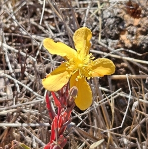 Hypericum gramineum at The Pinnacle - 5 Dec 2023 08:15 AM