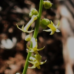 Stackhousia viminea (Slender Stackhousia) at Namadgi National Park - 5 Dec 2023 by JohnBundock