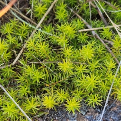 Acrotriche serrulata (Ground-berry) at Belconnen, ACT - 4 Dec 2023 by sangio7