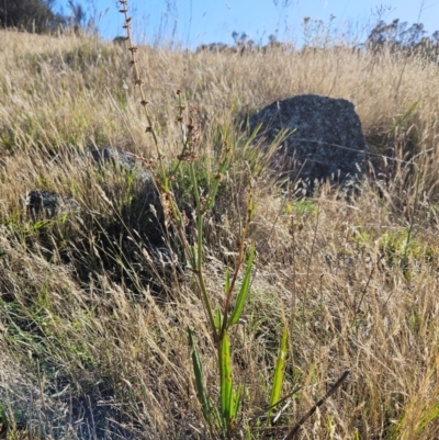 Rumex brownii (Slender Dock) at Belconnen, ACT - 4 Dec 2023 by sangio7