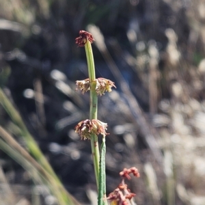 Rumex brownii at The Pinnacle - 5 Dec 2023