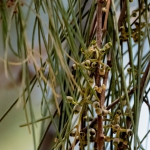 Amyema cambagei at Higgins Woodland - 5 Dec 2023