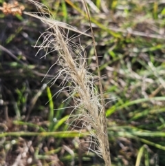 Dichelachne crinita (Long-hair Plume Grass) at Belconnen, ACT - 4 Dec 2023 by sangio7