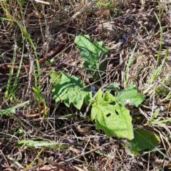 Cymbonotus sp. (preissianus or lawsonianus) (Bears Ears) at Belconnen, ACT - 4 Dec 2023 by sangio7