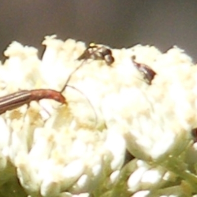 Mordellidae (family) (Unidentified pintail or tumbling flower beetle) at Mount Taylor NR (MTN) - 5 Dec 2023 by MichaelMulvaney